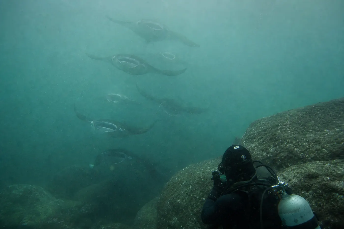A diver in a thick 7mm wetsuit and neoprene hood shelters beside a large grey boulder in the cool green plankton-rich water of Manta Alley in south Komodo, while six reef manta rays circle above in a loose rotating column with mouths wide open and cephalic fins unrolled, feeding along the current line, their outlines softened by the nutrient-heavy water