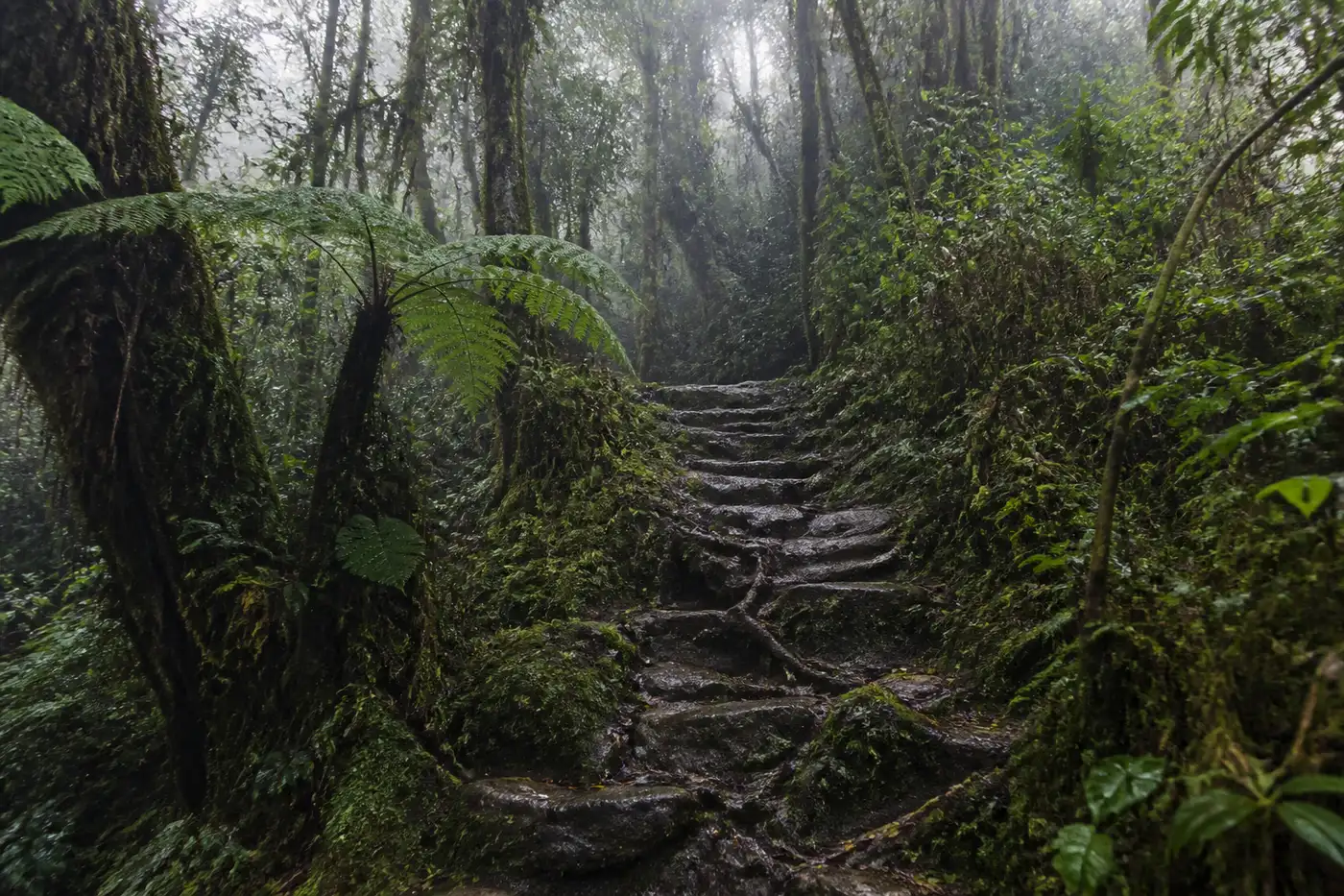 Misty cloud forest trail to Wae Rebo on Flores, Indonesia, with mossy stone steps, tree ferns and roots crossing the path under dense canopy