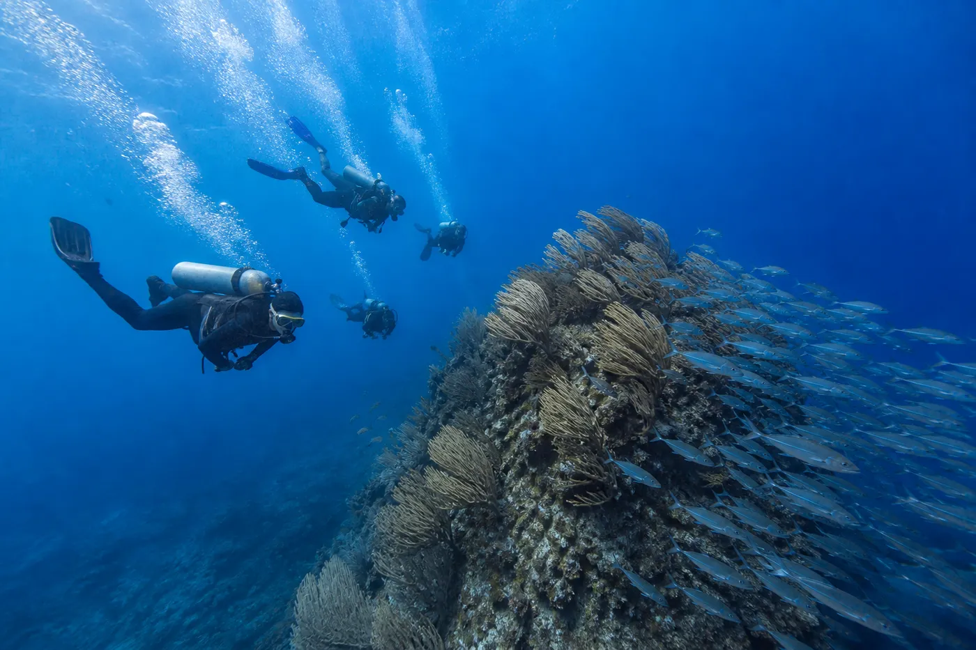 A group of scuba divers descending fast on a negative entry towards a current-swept pinnacle surrounded by schooling fish