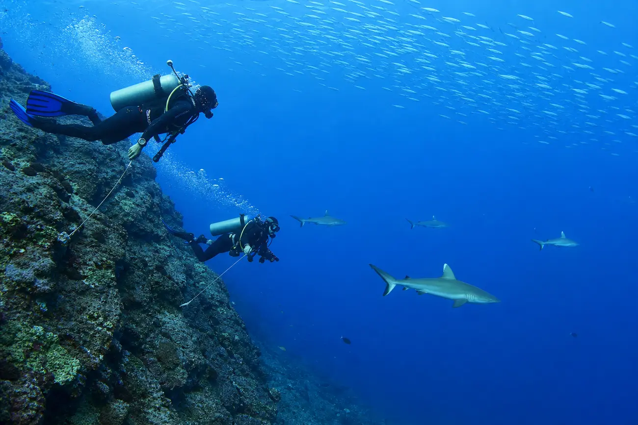 Grey reef sharks and schooling trevally in blue water over the submerged Castle Rock pinnacle, North Komodo