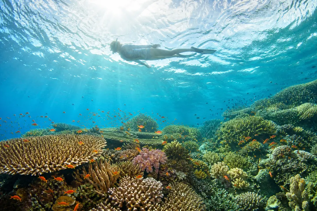 A snorkeller at the surface above a shallow coral reef in clear turquoise water