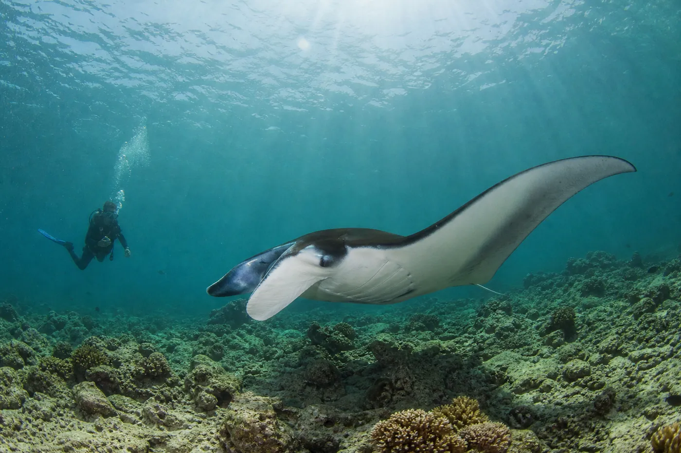 Reef manta ray gliding over the shallow rubble field of Karang Makassar in central Komodo with a drift diver watching from a respectful distance