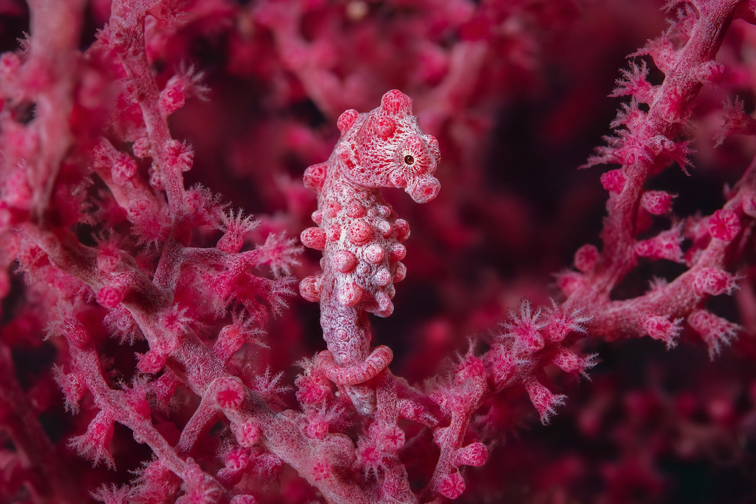 A Bargibanti pygmy seahorse (Hippocampus bargibanti) perfectly camouflaged on a hot pink Muricella gorgonian sea fan, with the fan's polyps and tubercules echoing the seahorse's own bumpy texture