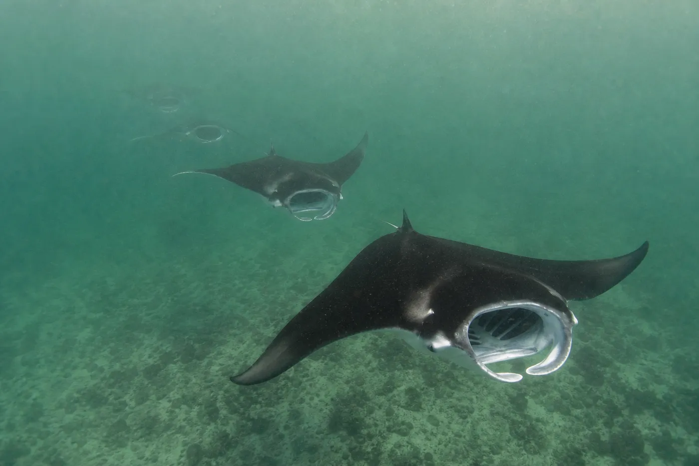 Reef manta rays feeding in a line above the shallow rubble plateau at Karang Makassar, Manta Point, Komodo