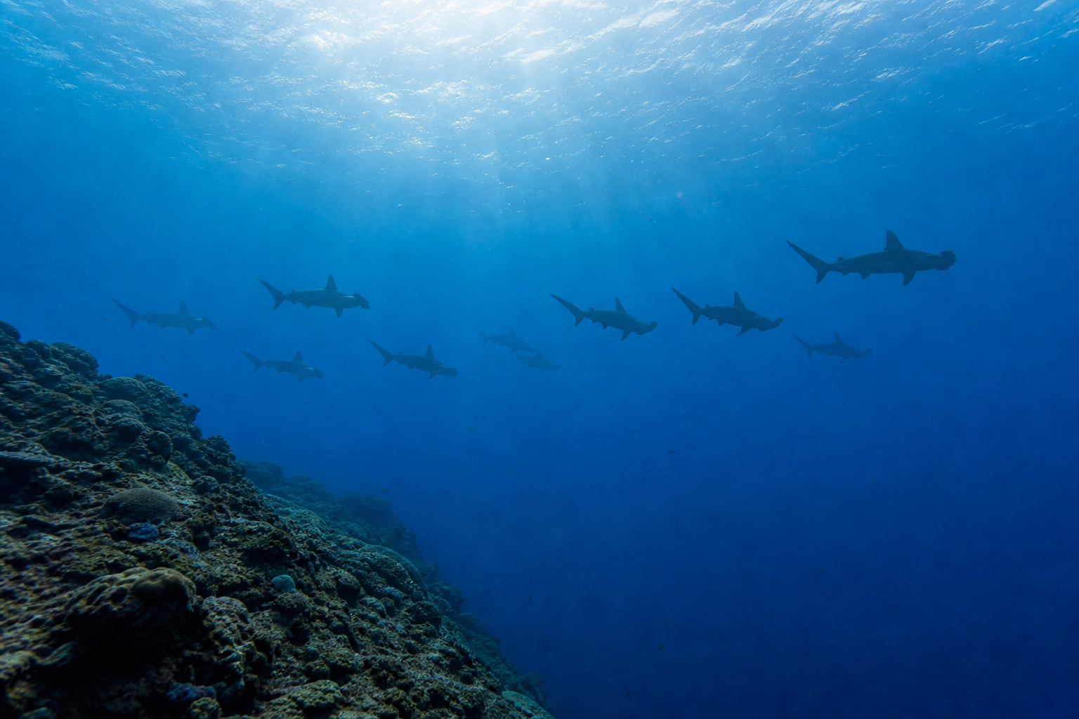 A school of scalloped hammerhead sharks (Sphyrna lewini) in silhouette against deep blue water at Lucipara in the Banda Sea, Indonesia, swimming in formation along a reef wall, surface light filtering down from above
