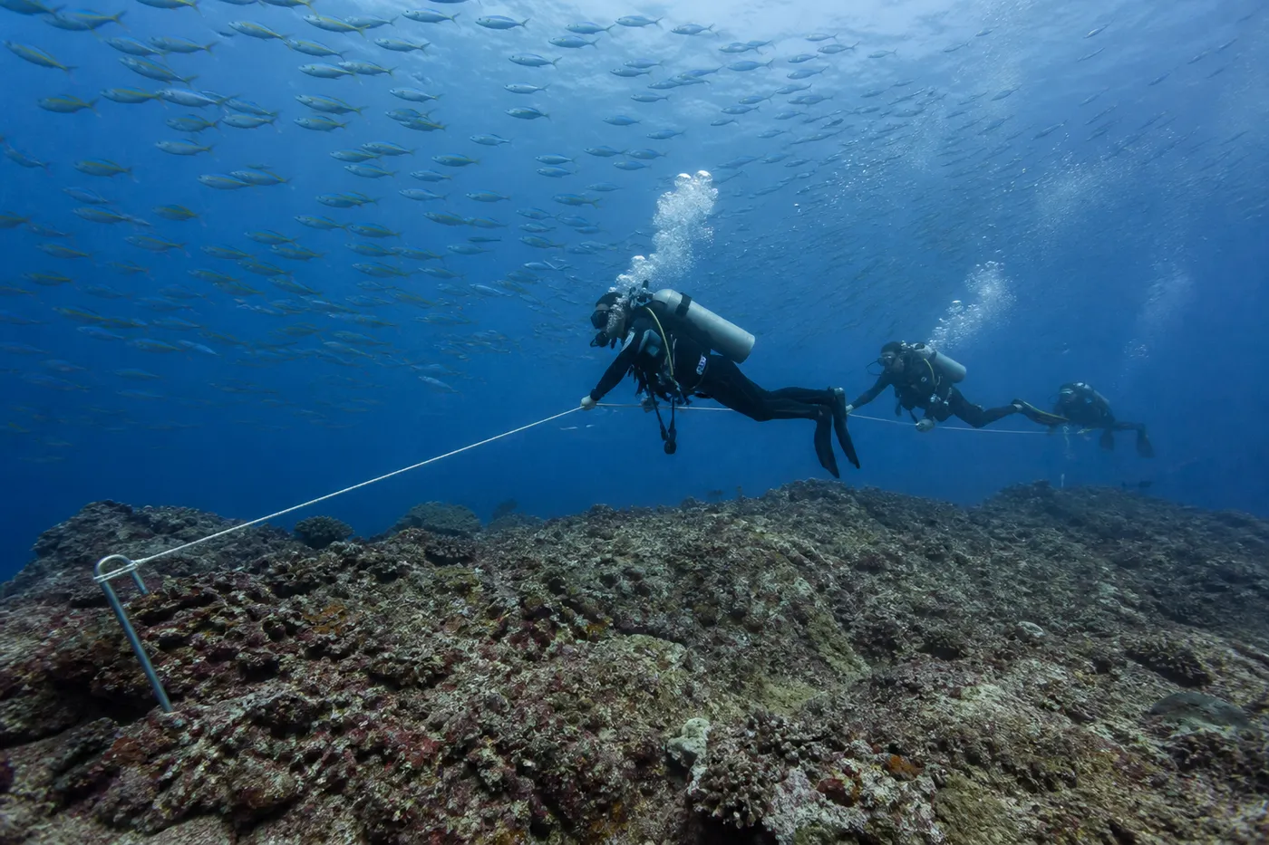 Divers holding position behind reef hooks in current while schooling fusiliers stream over the reef in the Dampier Strait, Raja Ampat