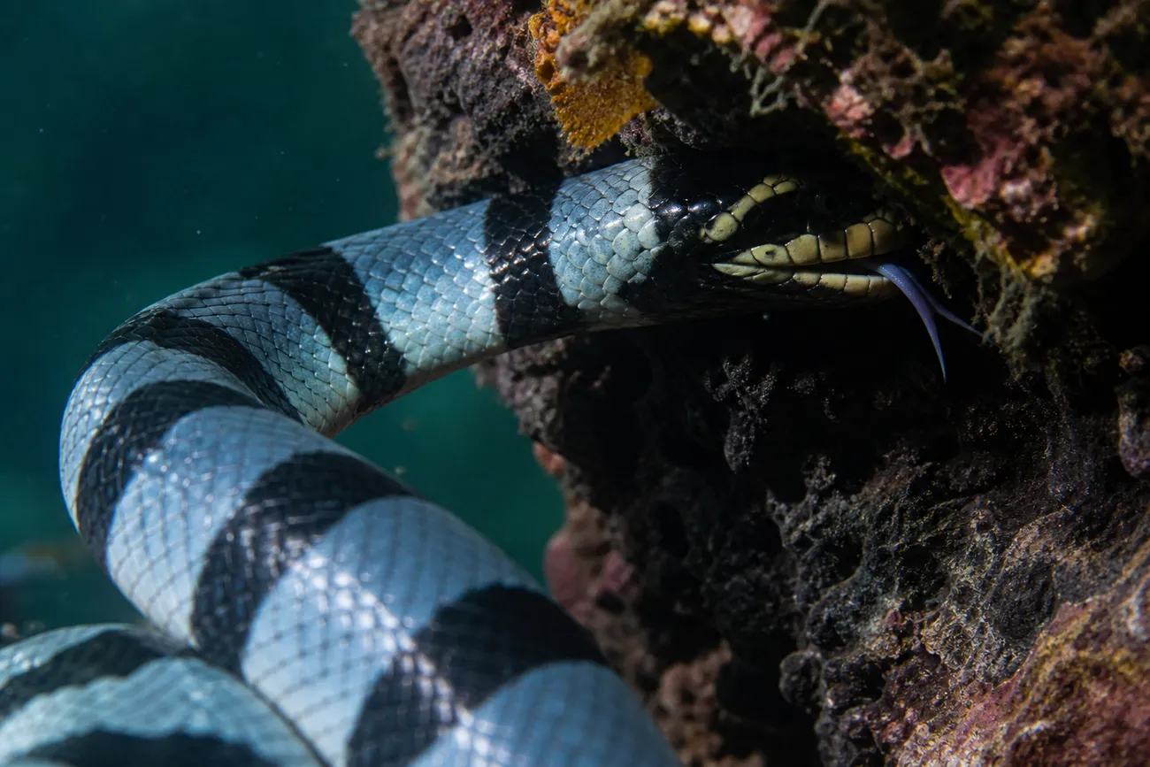 Close-up of a yellow-lipped banded sea krait probing a crevice in volcanic reef rock with its tongue extended, at Manuk Island in the Banda Sea, Indonesia