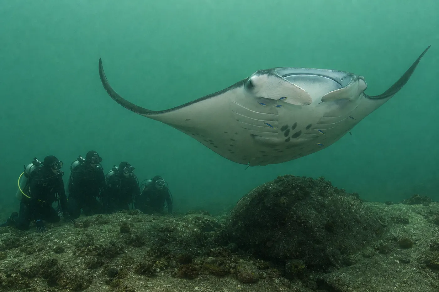 A single reef manta ray hovers motionless over a rocky cleaning station in green plankton-rich water at Manta Alley, Komodo, wings tipped slightly upward and mouth open while small cleaner wrasse work along its gill plates, as four divers in thick wetsuits and hoods kneel low on the boulder slope several metres back watching without moving