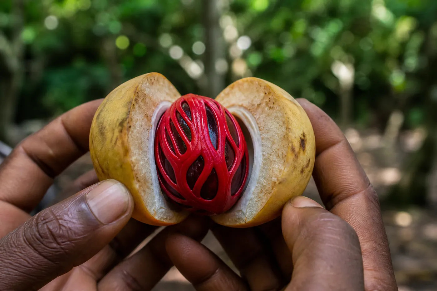 A split nutmeg fruit held open to show the dark seed wrapped in bright scarlet mace, on a Banda Besar spice plantation
