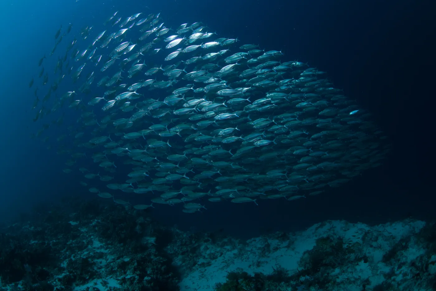 Dense school of fish over a coral reef in deep blue water in Indonesia