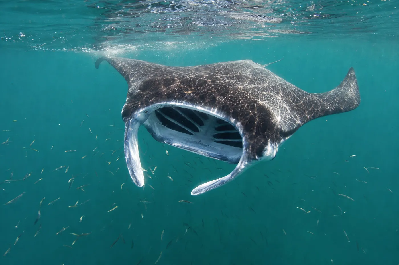 Reef manta ray feeding near the surface in plankton-rich water off Sangalaki island, Derawan archipelago