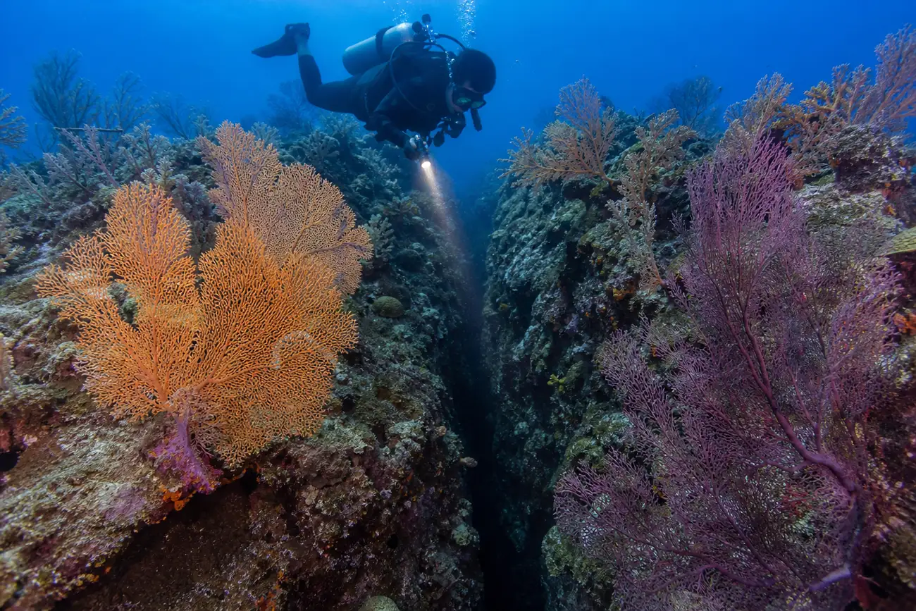 Diver above a narrow fissure in the coral reef known as The Crack in Maumere Bay, Flores, with gorgonian fans on the wall alongside