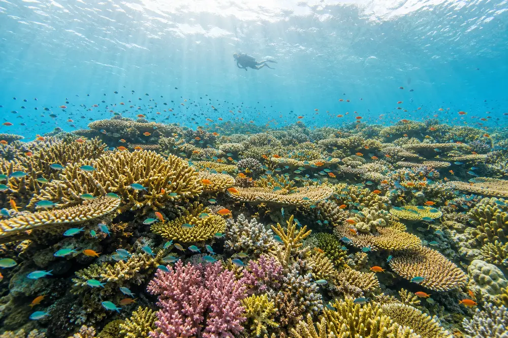 Sunlit shallow coral garden at the China Shop, the reef beyond the exit of the Shotgun channel in Komodo