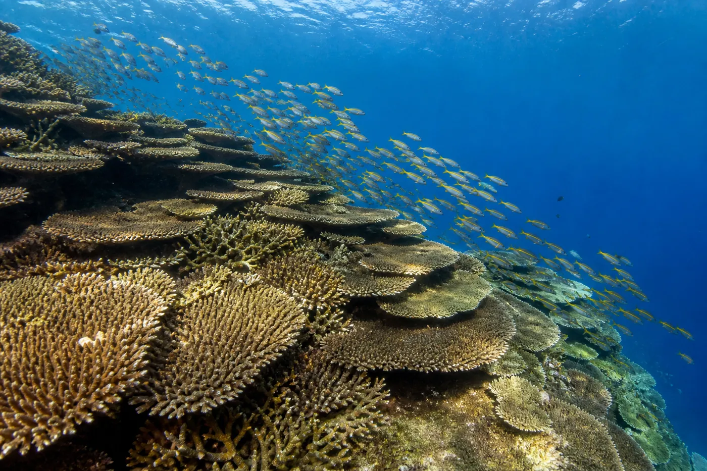 Tiered plate and table corals covering the 1988 lava flow on the underwater slope of Gunung Api in the Banda Islands
