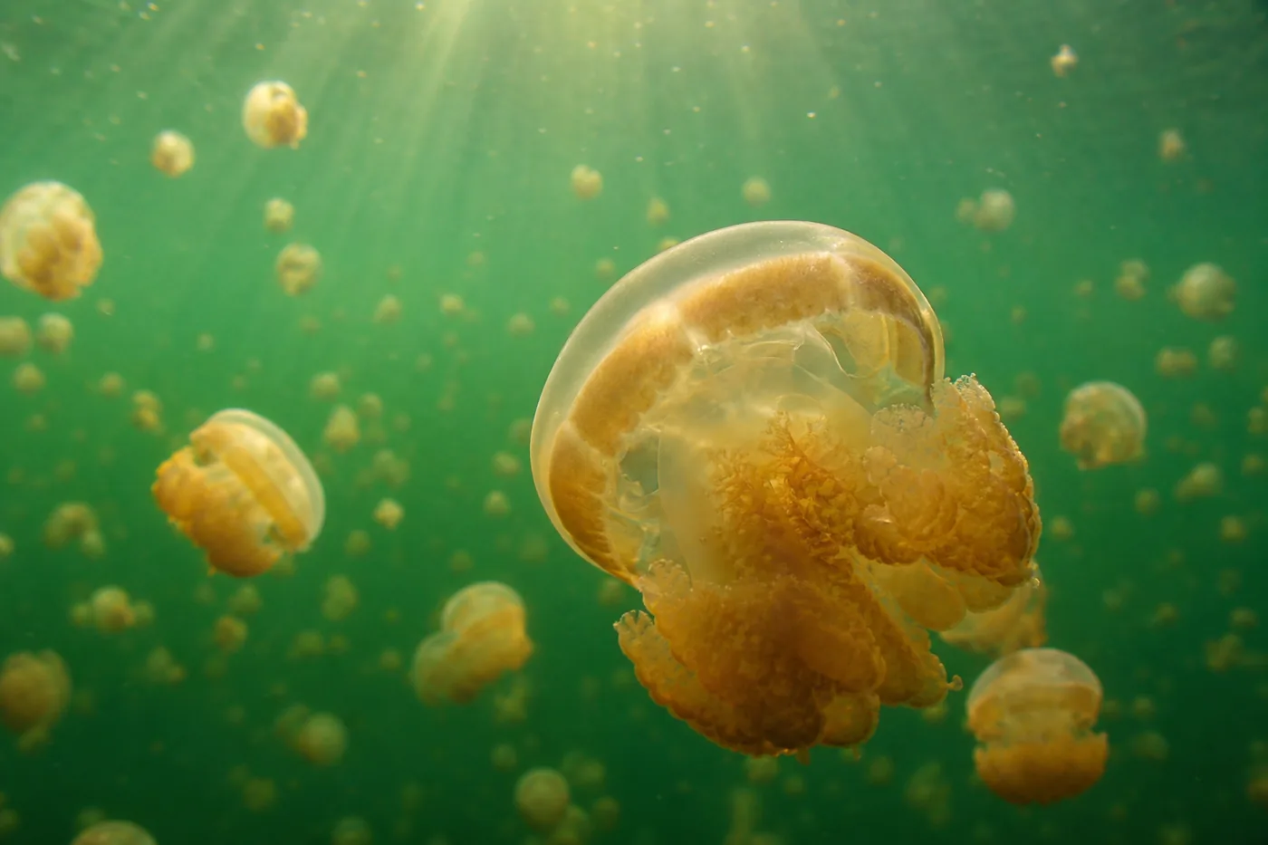 Golden jellyfish pulsing in the warm green water of Lenmakana marine lake, with dozens more drifting at different depths behind