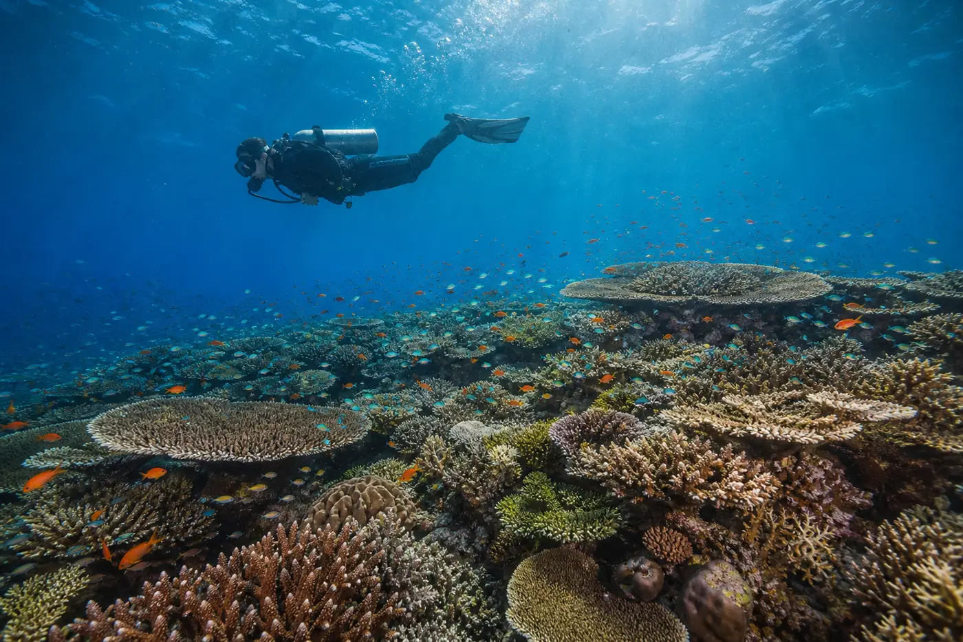 Diver over dense hard coral gardens at Melissa's Garden dive site, Fam Islands, Raja Ampat