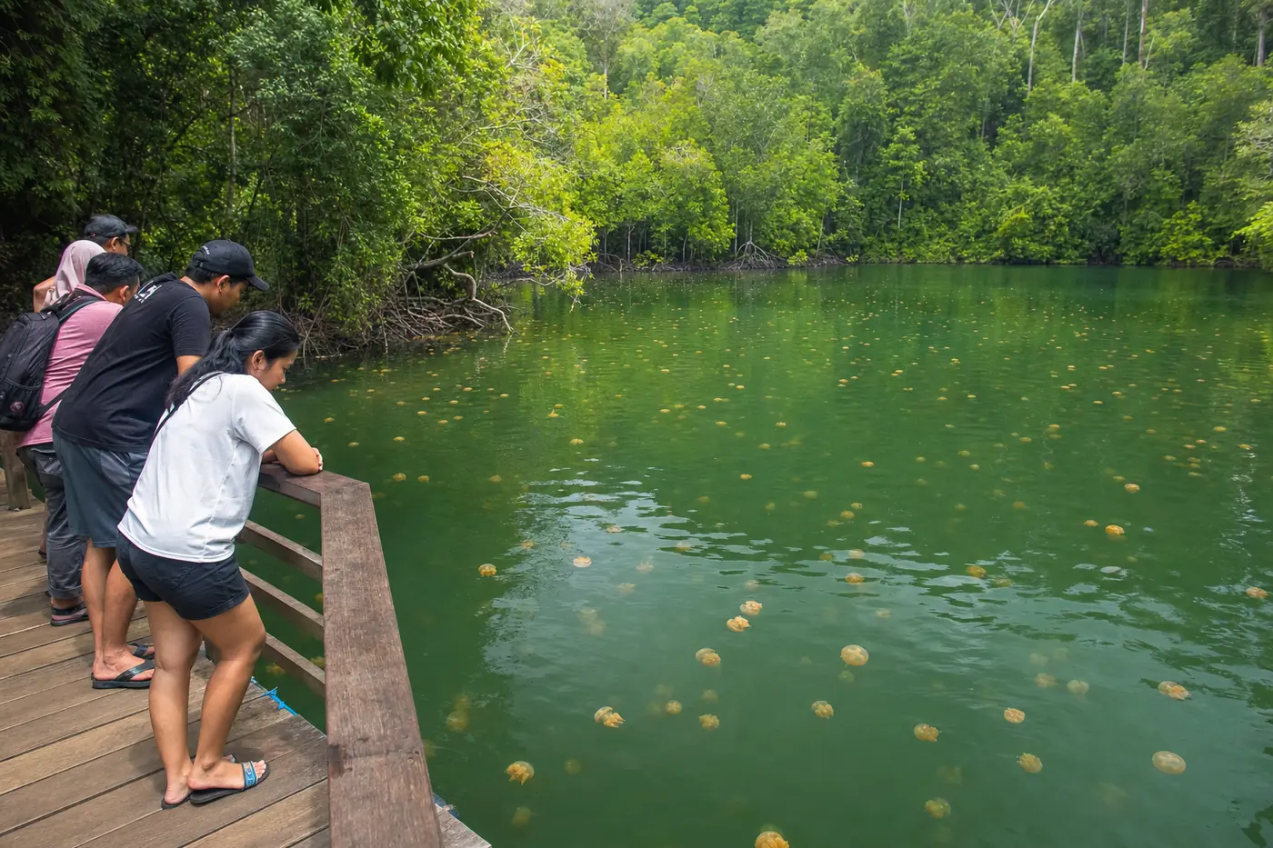Visitors on the wooden boardwalk above Kakaban jellyfish lake, watching golden jellyfish pulse through green brackish water below