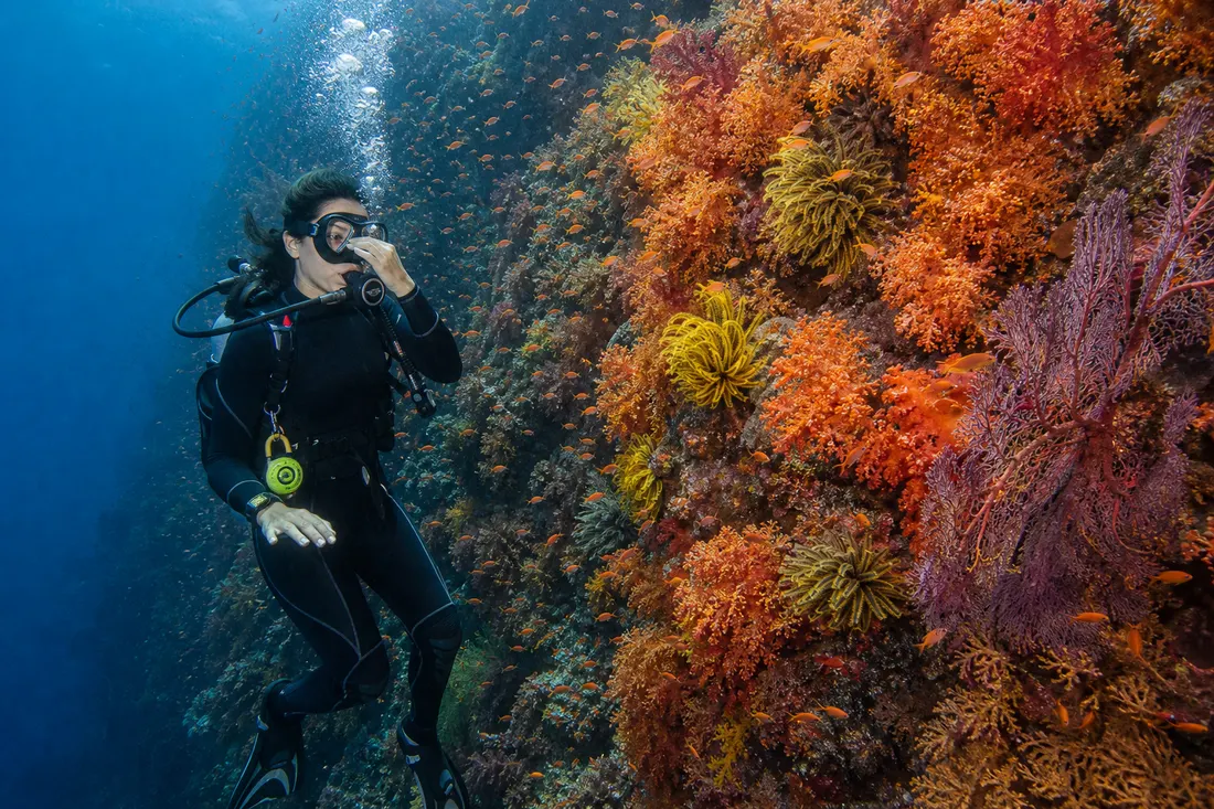 A scuba diver pausing during a slow feet-first descent beside a colourful coral wall, pinching their nose to equalise
