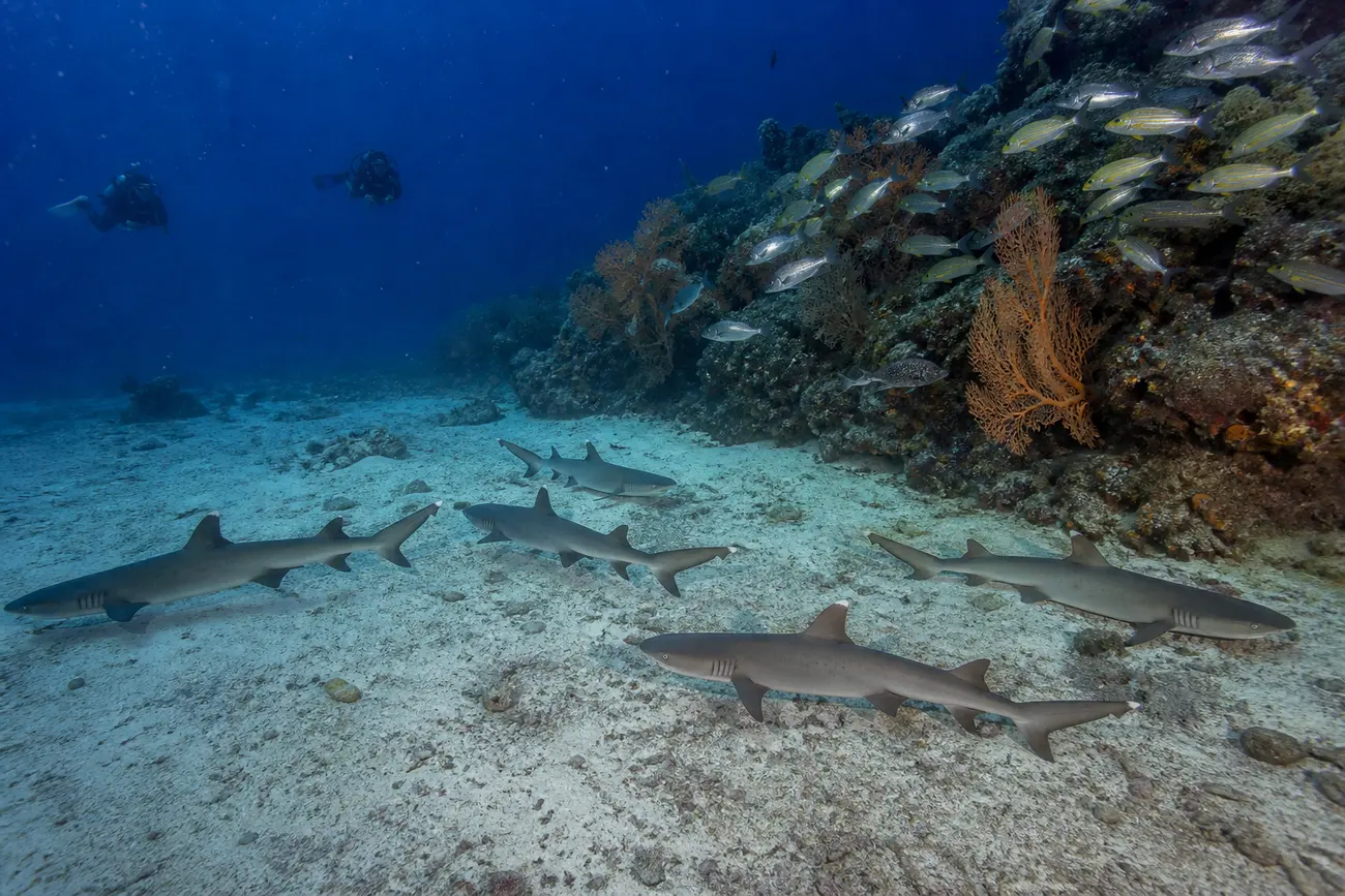 Divers hovering inside the bowl of the Cauldron dive site in Komodo with reef sharks in the slack water