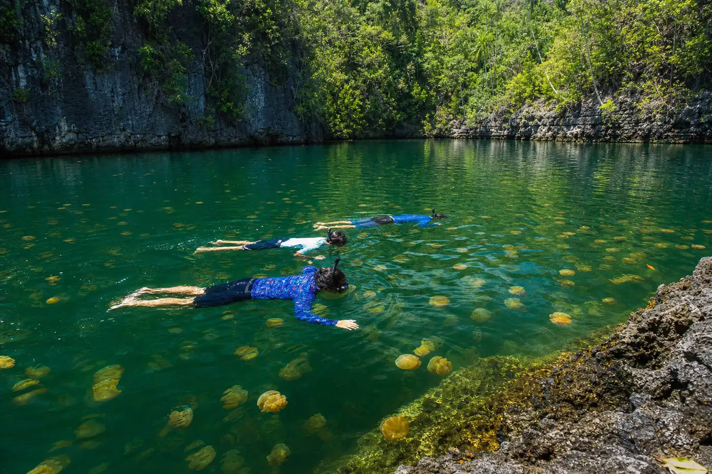Snorkelers floating gently without fins at the surface of Lenmakana jellyfish lake in Misool, golden jellyfish drifting beneath them in emerald water