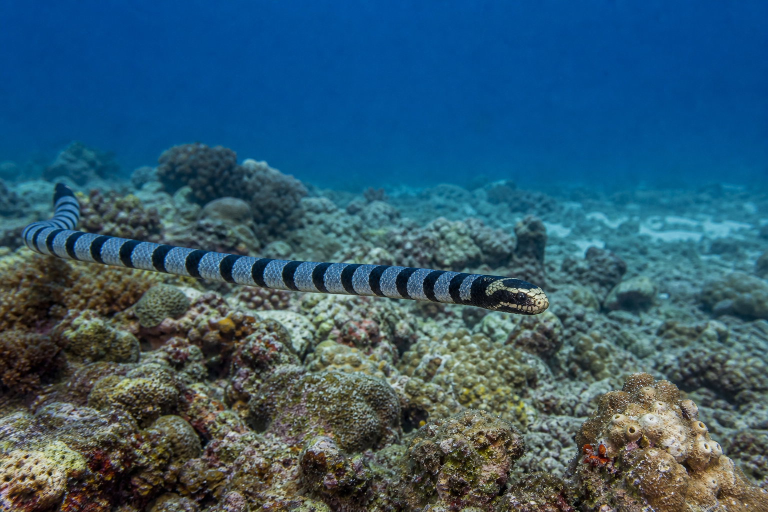 A banded sea krait (Laticauda colubrina) hunting on the reef at Pulau Manuk in the Banda Sea, Indonesia, body striped in alternating black and pale blue-grey, swimming over a rocky bommie covered in coral and sponge growth, deep blue water column behind