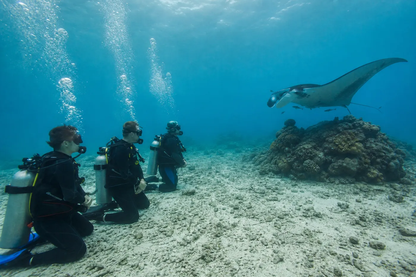 Scuba divers resting low on the sand at a respectful distance while a reef manta hovers above a cleaning station at Manta Point, Komodo