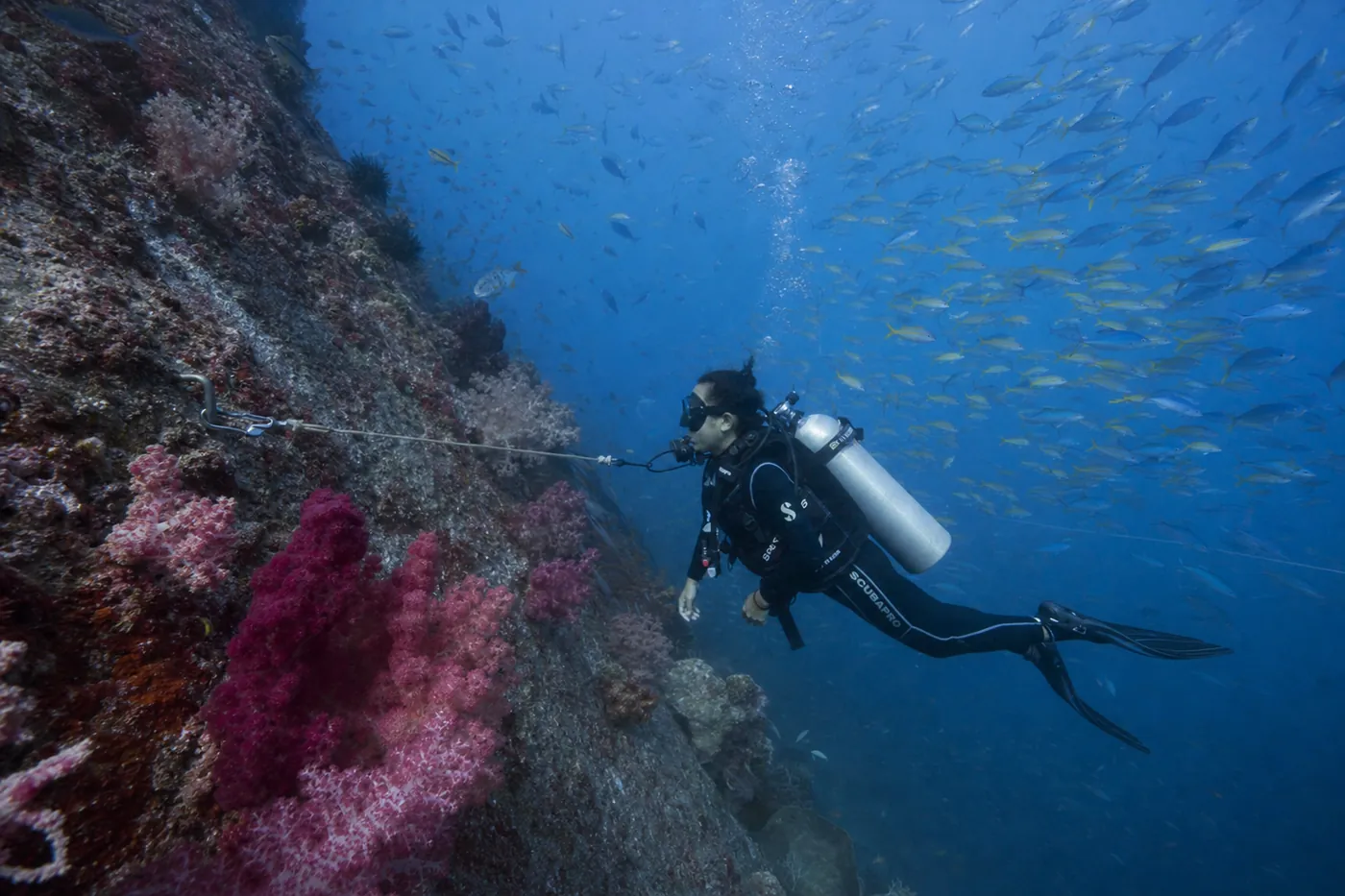 A scuba diver hangs hands-free on a reef hook in a current along a soft-coral wall in Raja Ampat, Indonesia, with schools of fusiliers and snapper streaming past in the blue. The stainless hook is set into bare rock rather than living coral, the recommended way for newer divers to manage current calmly.