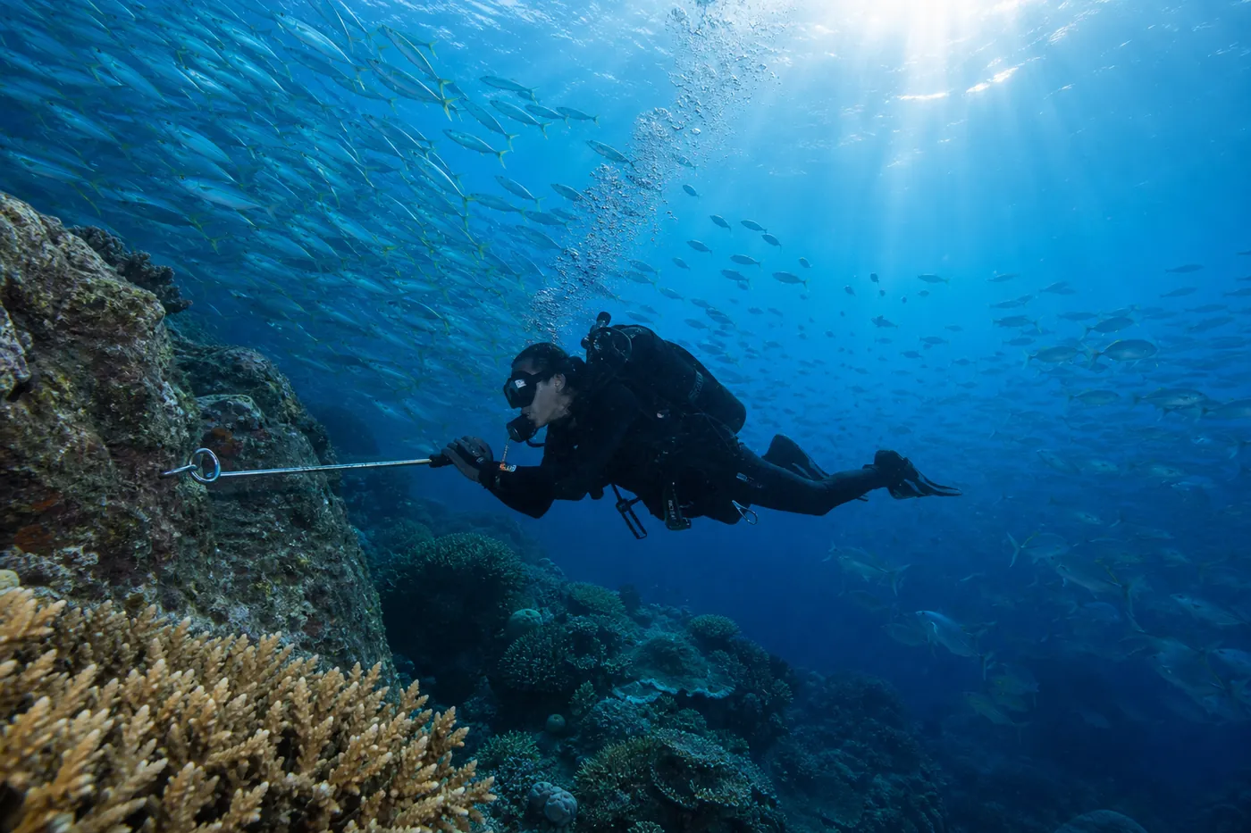 A scuba diver uses a stainless steel reef hook clipped to bare rock to hold a horizontal position in strong current above a coral reef in Komodo, Indonesia, with a wall of schooling fish in the blue water behind, demonstrating a key liveaboard current-diving skill.