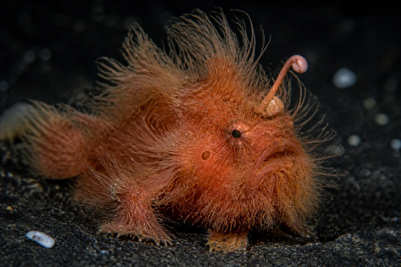 Close-up of a hairy frogfish on black volcanic sand at a muck dive site in Maumere Bay, Flores, Indonesia