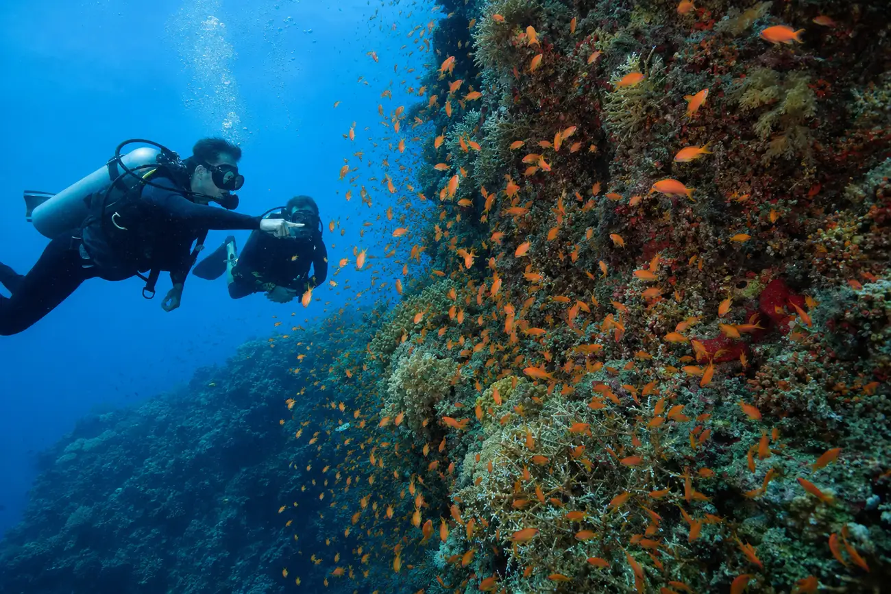 Divers on the sheltered lee side of the Batu Bolong pinnacle in Komodo, surrounded by dense clouds of orange anthias over hard coral