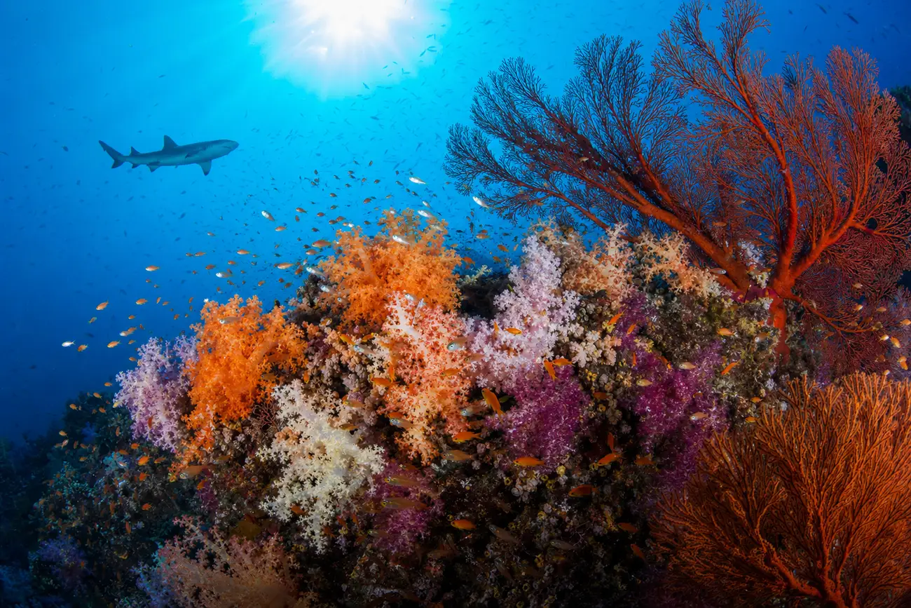 Soft corals and sea fans at full extension on the current-swept slopes of Crystal Rock, North Komodo, with reef fish and clear blue water
