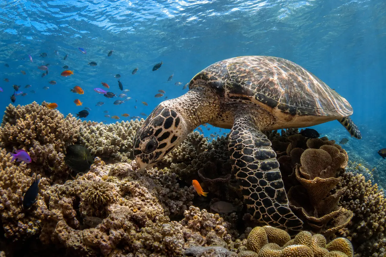 Hawksbill turtle feeding on dense hard coral near the crown of Batu Bolong, Komodo, with reef fish around it