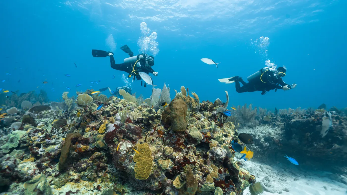 Two scuba divers swimming over a healthy hard coral reef in a protected Indonesian marine park