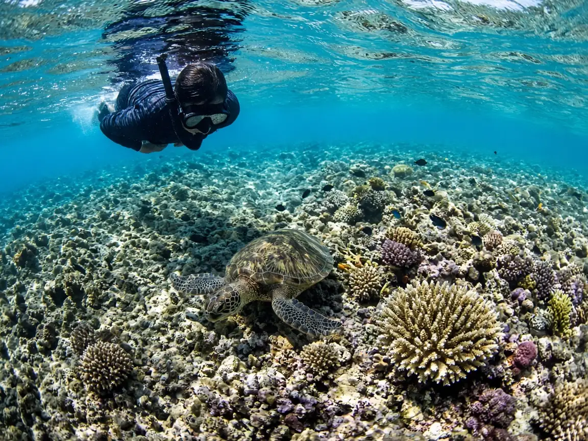 Snorkeller over a shallow coral reef with a green sea turtle in a calm bay in Komodo National Park