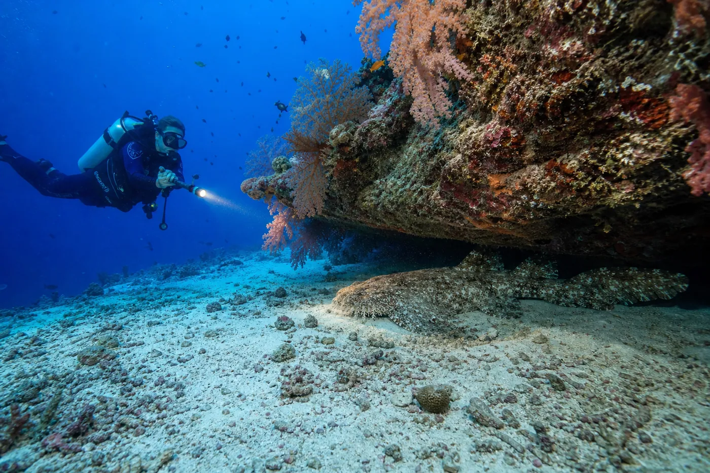 A scuba diver hovers at a respectful distance and shines a dive torch onto a well-camouflaged tasselled wobbegong resting under a soft-coral-covered ledge in Raja Ampat, Indonesia, showing the scale of the shark and how divers spot one on the reef.