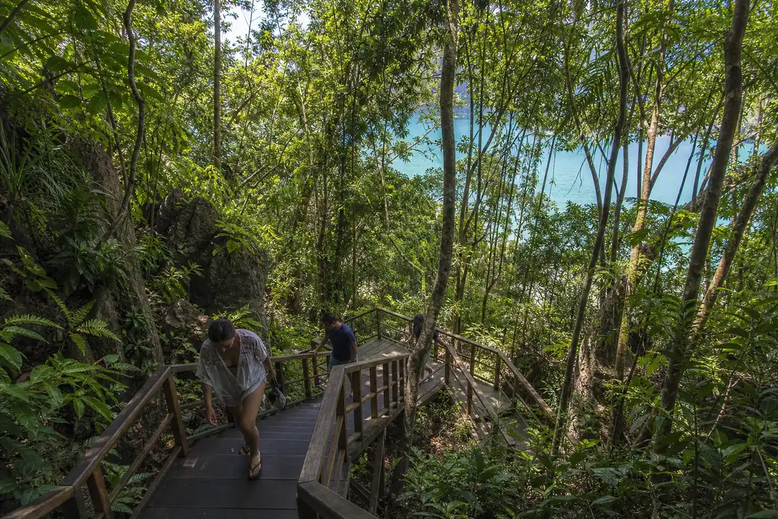 Visitors climbing the wooden staircase through forest to the Piaynemo viewpoint, Raja Ampat