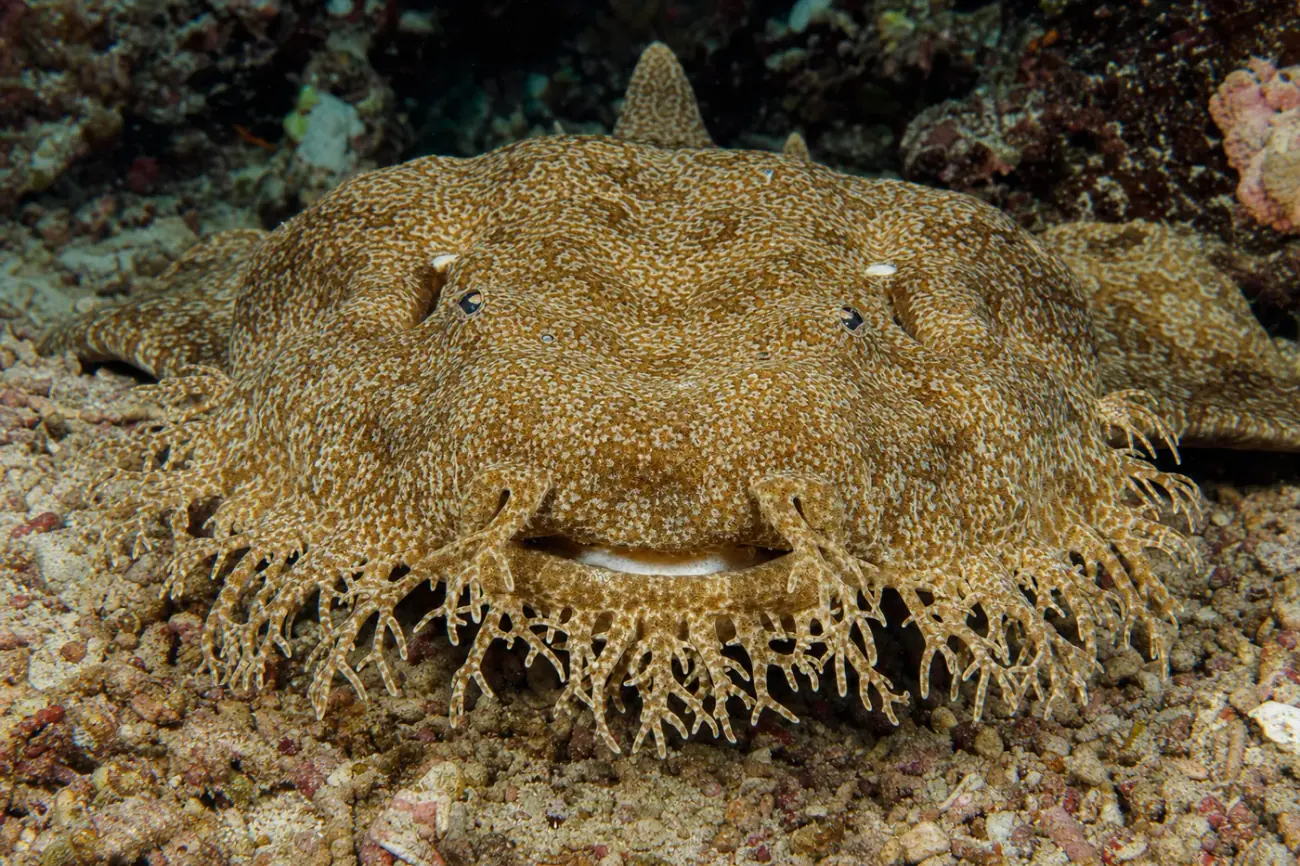 Close-up head-on portrait of a tasselled wobbegong shark (Eucrossorhinus dasypogon) in Raja Ampat, Indonesia, showing the elaborate fringe of branched, beard-like skin tassels around its flattened head and lower jaw, its small dark eyes, and the intricate maze-like camouflage pattern of its skin.