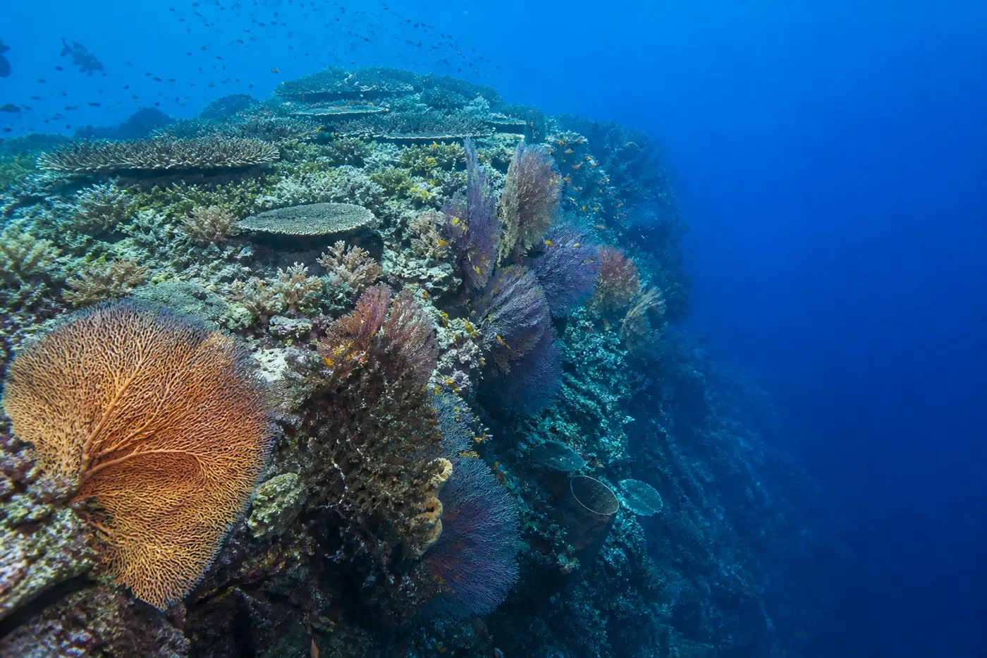 The reef ridge at Cape Kri, Raja Ampat, dropping from a shallow hard coral top into deep blue water, with gorgonian sea fans and soft corals on the current-swept slope