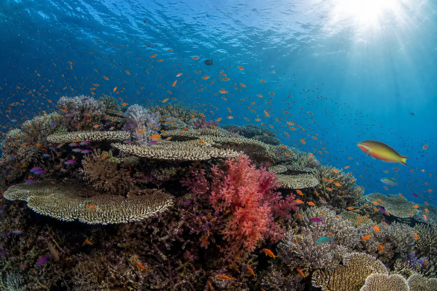 Dense hard and soft coral cover with clouds of anthias on a Raja Ampat reef at the centre of the Coral Triangle