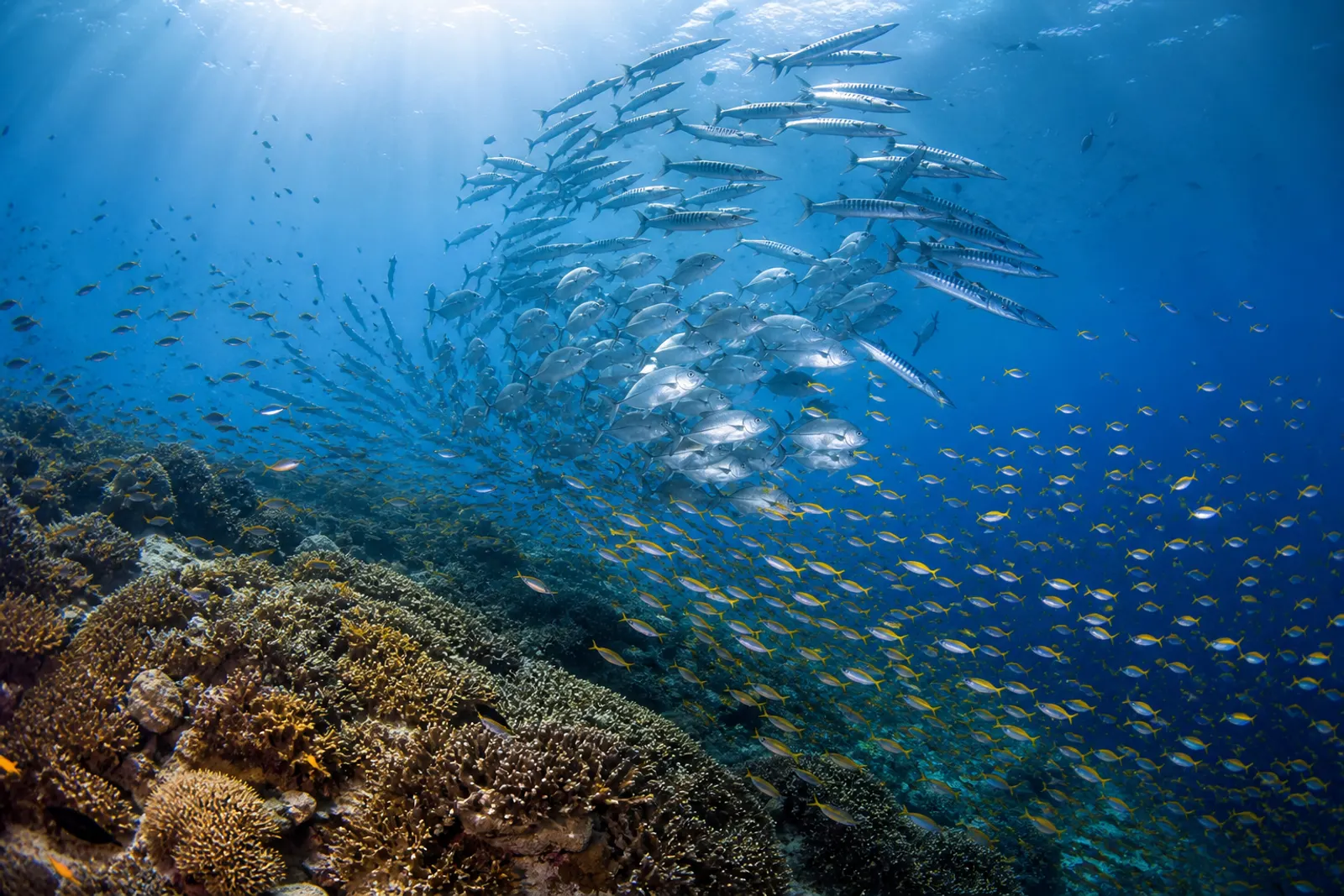 Cape Kri, Raja Ampat: The World Record Reef
