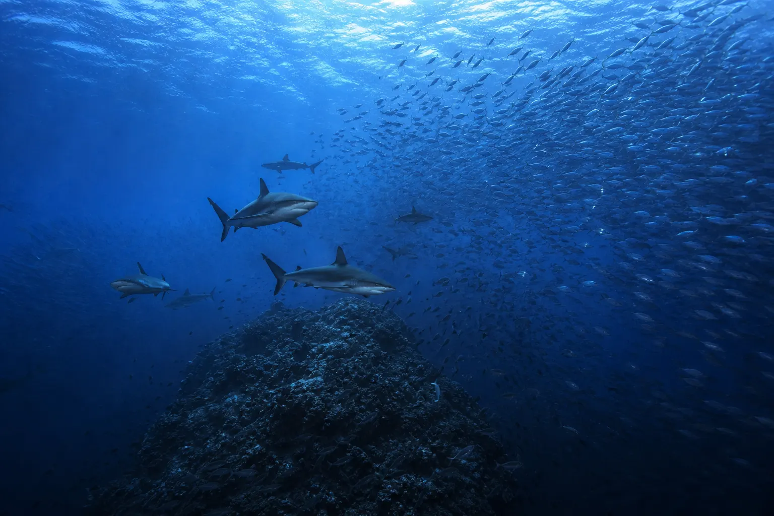 Castle Rock und Crystal Rock: Tauchen im Norden von Komodo