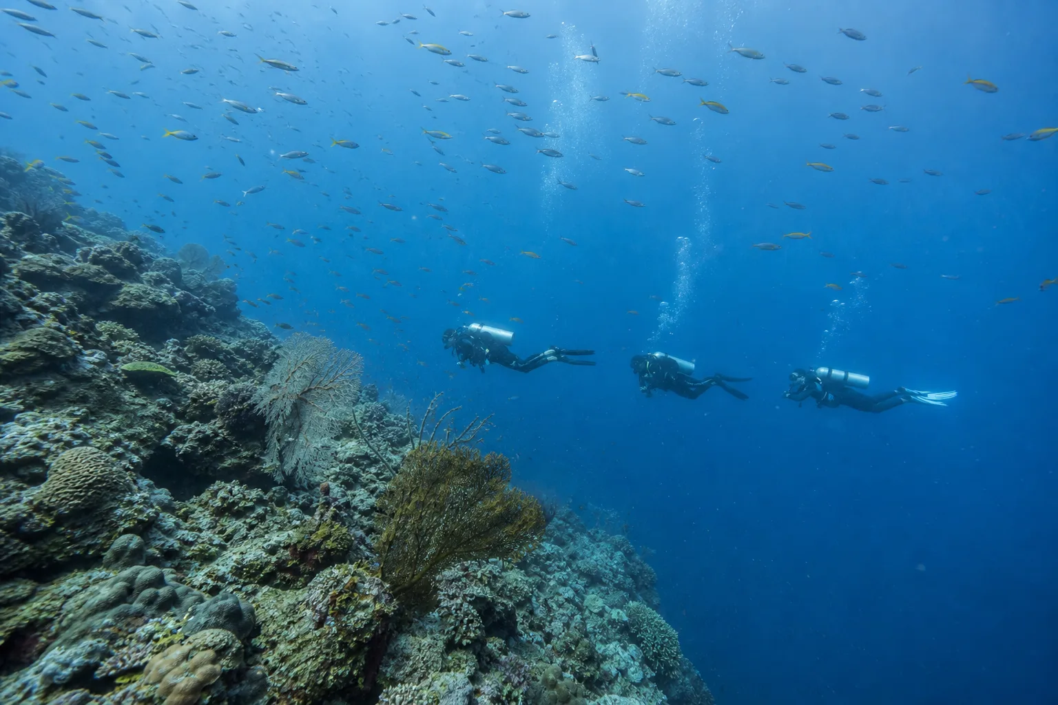Buceo en el Cauldron (Shotgun) en Komodo