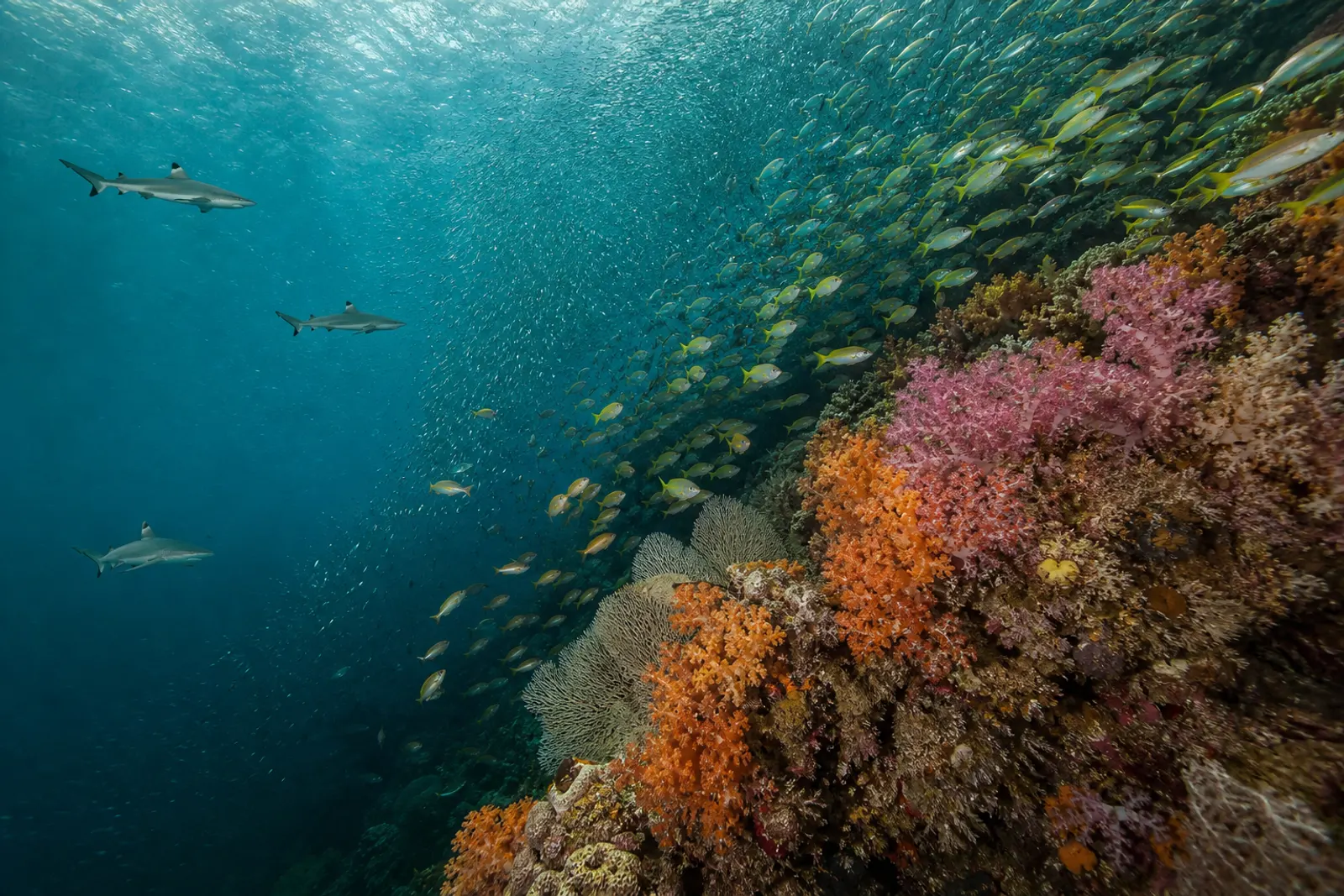 Dampier Strait Diving: Raja Ampat Site Guide