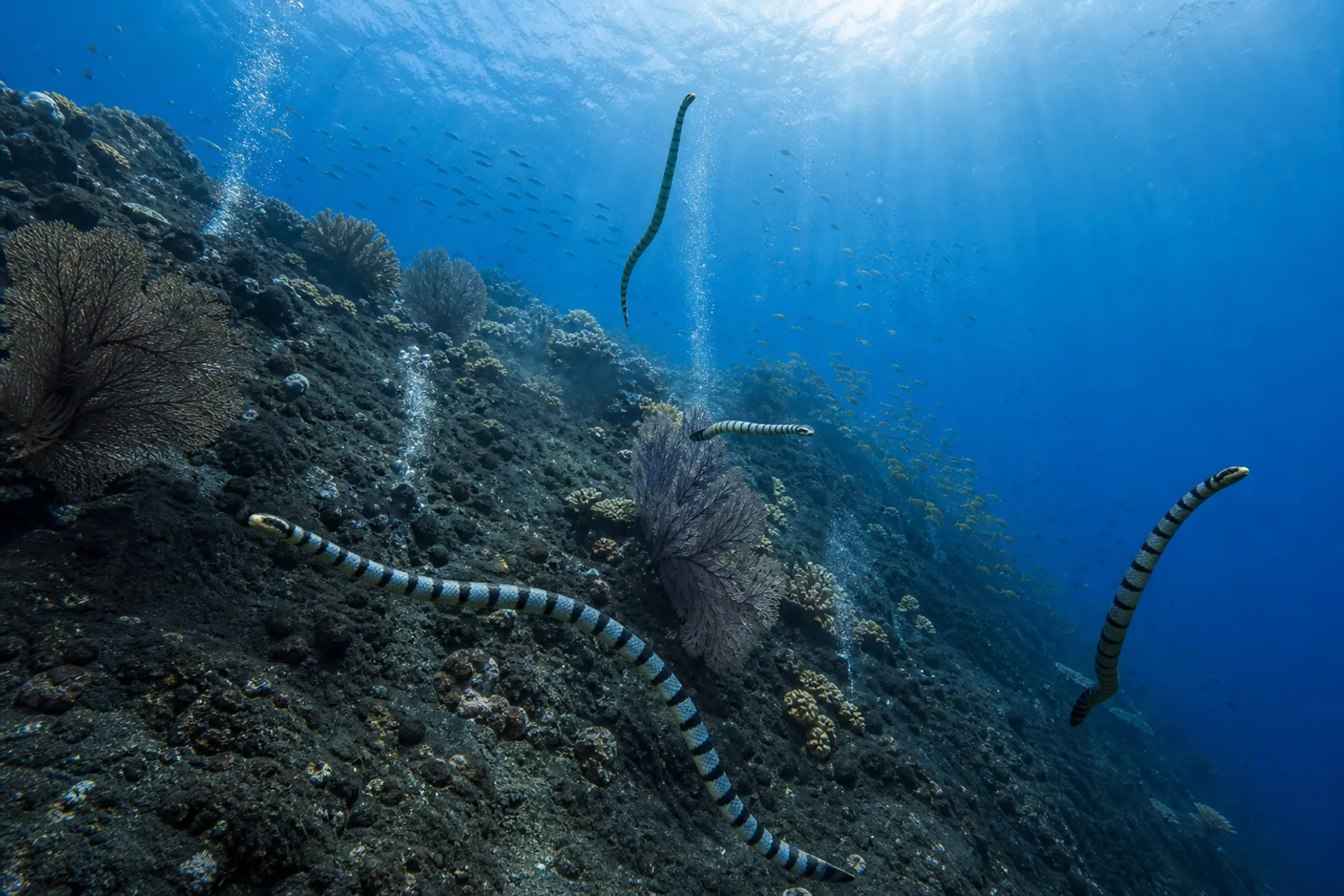 L'île de Manuk : plongée dans la mer de Banda, sur l'île aux Serpents