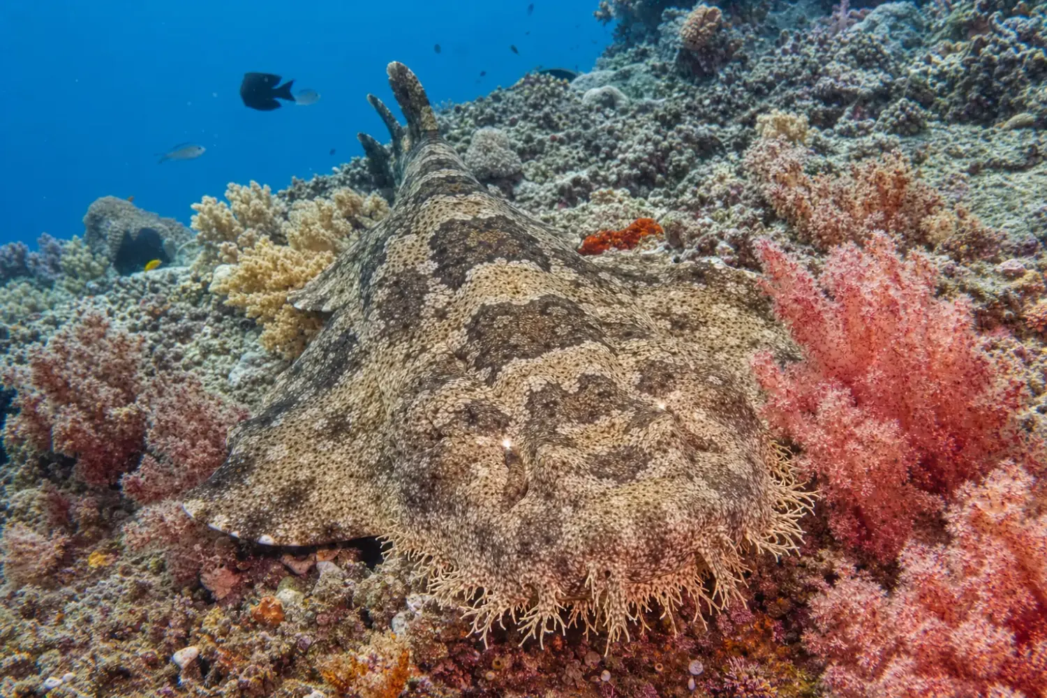 Gli squali wobbegong in Indonesia: denti, mimetizzazione e dove ammirare il maestro dell’imboscata della barriera corallina (2026)