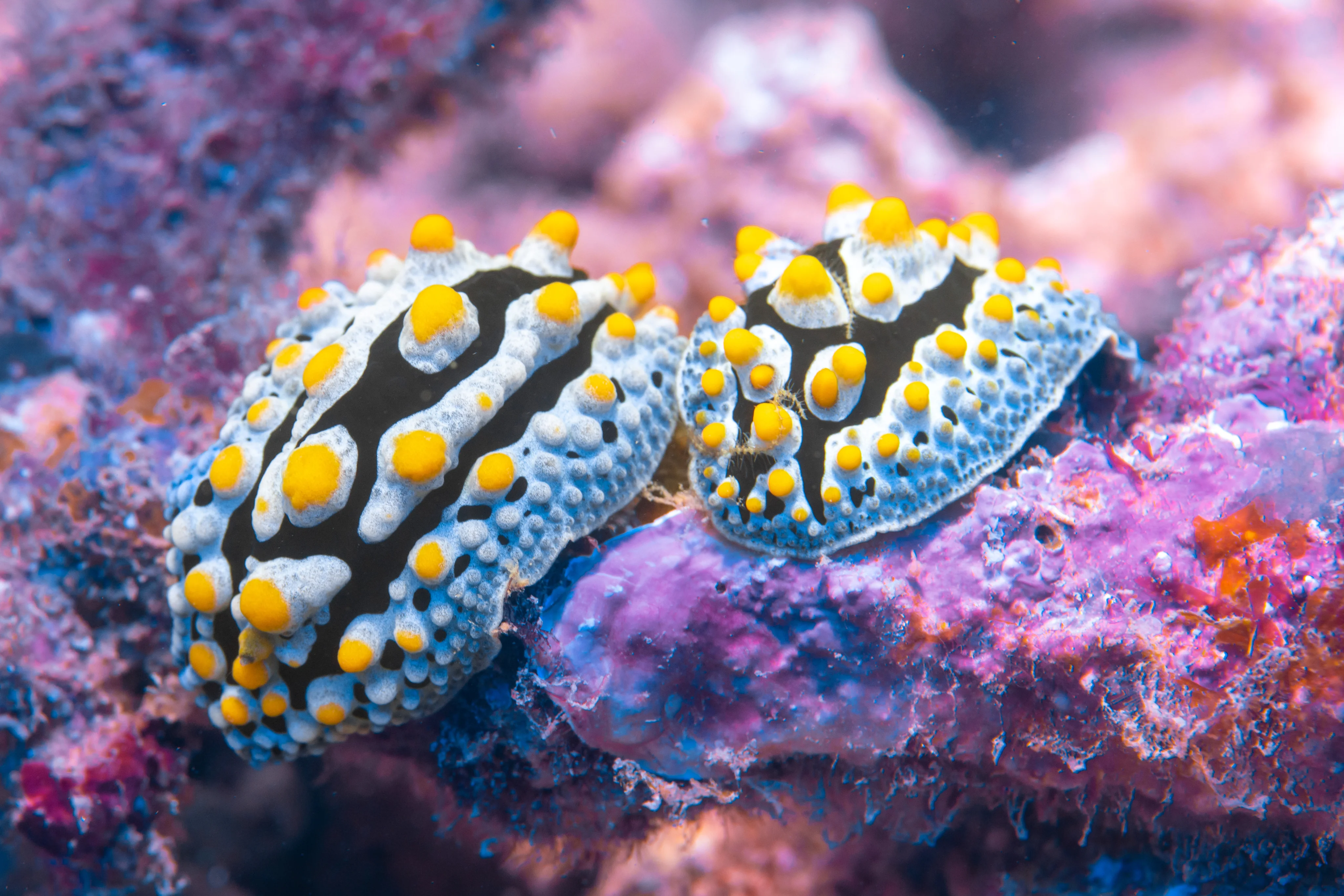 Nudibranches
