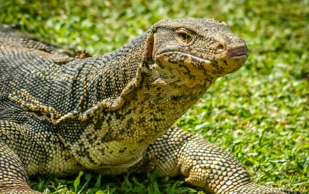 Komodo Island Diving