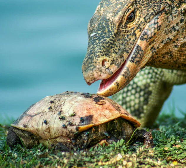 The Heritage and Conservation of Komodo National Park