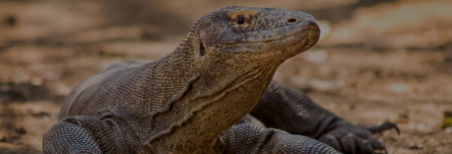 Komodo National Park