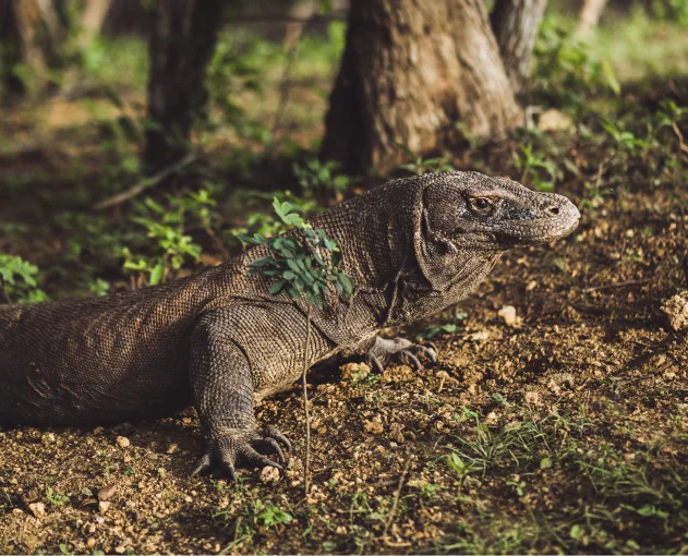 Safe Diving on Komodo Island